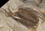 Fossil Brittle Star, Trilobite & Crinoid Plate #40478-4